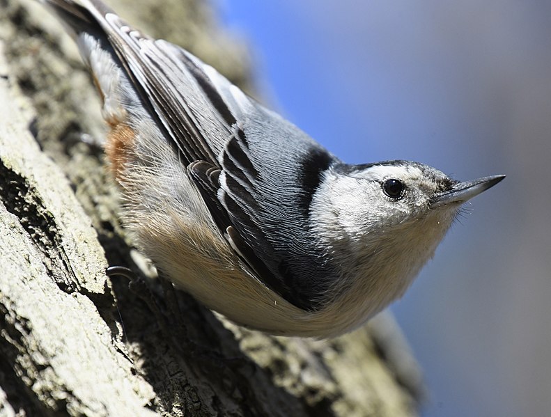 File:Sitta carolinensis High Park Toronto2.jpg