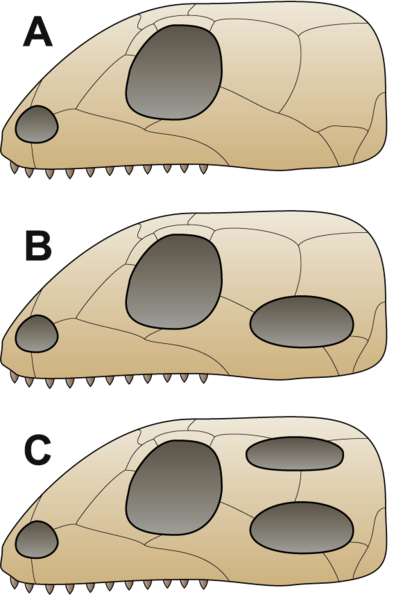 File:Skull comparison.png