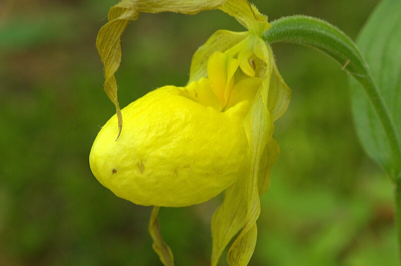 File:Small Yellow Lady's Slipper (Cypripedium parviflorum var. pubescens) - 14241321918.jpg