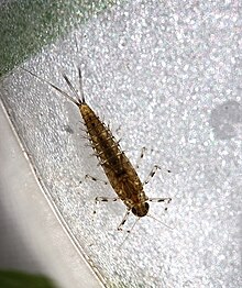 Small minnow mayfly, Baetis intercalaris (9144835595).jpg