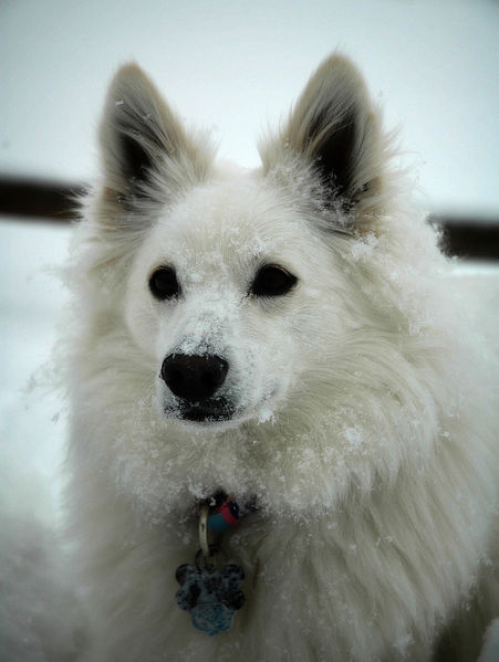 File:Snow Dog.jpg