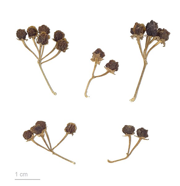 File:Solanum chenopodioides MHNT.BOT.2011.3.91.jpg