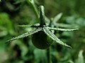 Solanum lycopersicum var. cerasiforme 2019-08-11 3672.jpg