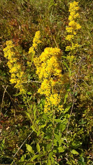 <i>Solidago puberula</i> Species of flowering plant