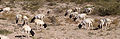 Somali sheep flock.jpg