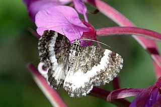 <i>Spargania luctuata</i> Species of moth