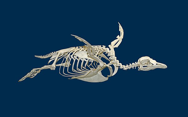 Spheniscus magellanicus Skeleton