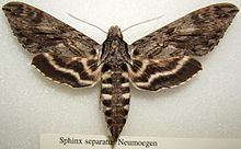 Sphinx separatus sjh.JPG