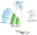 Miniatuur voor Bestand:Spiny-neurons.jpg