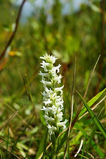 <i>Spiranthes diluvialis</i> species of plant