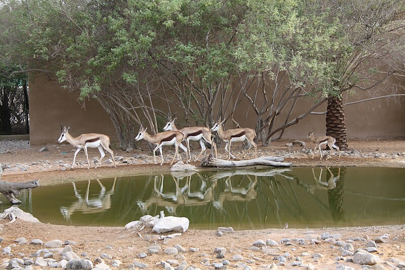 File:Springbok (8455480286).jpg