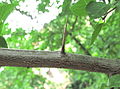 Sprossdorn von Prunus domestica susp. insititia IMG 8401g.jpg