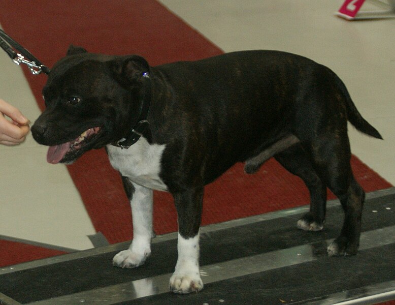 File:Staffi-brindle&white.jpg