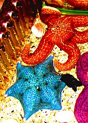 File:Starfish (4159682272).jpg (Category:Asteroidea)