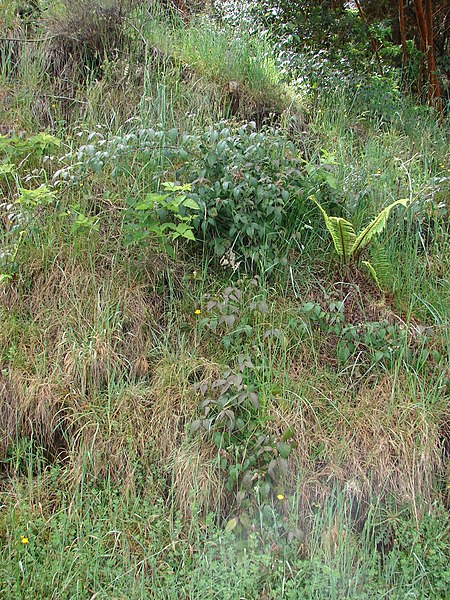 File:Starr-090513-7558-Rubus glaucus-habit-Polipoli-Maui (24587108119).jpg