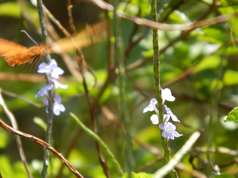 File:Starr-140909-1807-Stachytarpheta jamaicensis-flowers-Wailua-Maui (25152792621).jpg