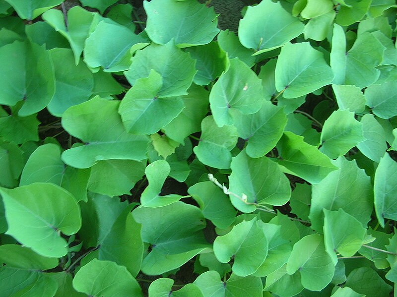 File:Starr 060406-9262 Ipomoea tuboides.jpg