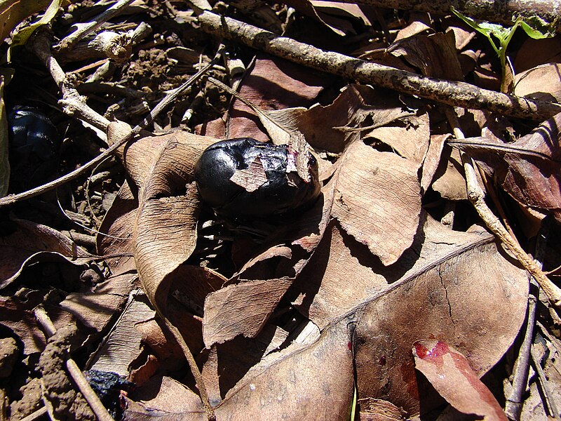 File:Starr 070111-3289 Syzygium cumini.jpg