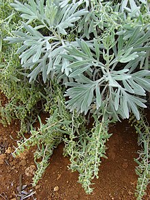 Starr 081230-0624 Artemisia australis.jpg