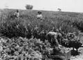 Plantation dans le Queensland, en 1897.