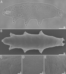 A. Visão dorsoviral do holótipo (PCM) B Vista dorsal do paratipo (SEM C – E. "Close-up", respectivamente, do anterior, mediana e posterior do paratipo, mostrando poros (SEM). Barras de escala em μm.