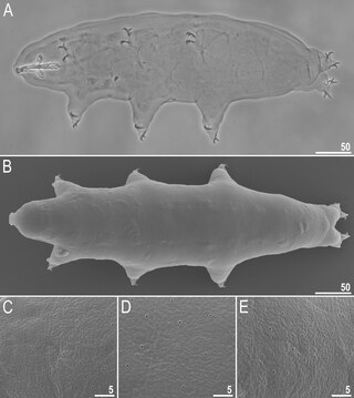 <i>Macrobiotus shonaicus</i> Species of tardigrade