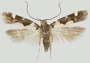 Stegasta bosqueella adult.jpg