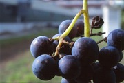 Stiellähme auf den kleinen Beerenstilchen bei der Sorte Blaufränkisch.