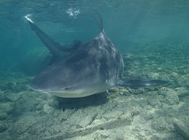 Stierhaai - Carcharhinus leucas.jpg