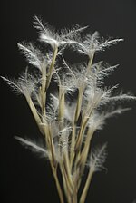 Thumbnail for Stipagrostis pungens