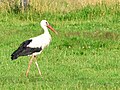 * Nomination White stork. --Hydro 08:08, 6 April 2015 (UTC) * Decline Below 2MP --Cccefalon 08:16, 6 April 2015 (UTC)