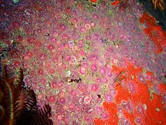 Some parts of the reef are covered by Strawberry anemones.