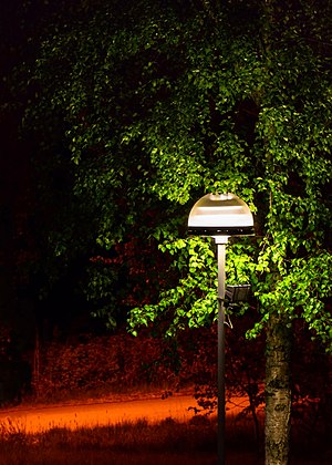 Street light next to a birch