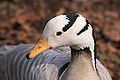 Deutsch: Streifengans English: Bar-headed Goose