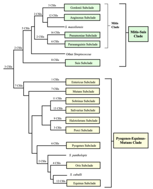 A conceptual diagram of Streptococcus subclade taxonomy based on phylogenetic trees and the conserved signature indels (CSIs) that are specifically shared by groups of streptococci.[28] The number of CSIs identified for each group is shown.