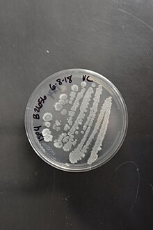 Streptomyces polychromogenes NRRL B-2656 (Type Strain).jpg