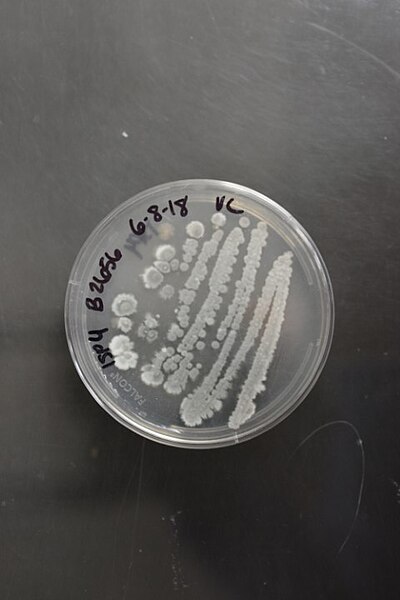 File:Streptomyces polychromogenes NRRL B-2656 (Type Strain).jpg