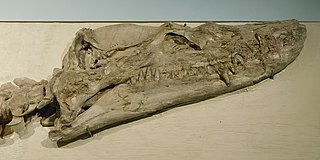 <i>Styxosaurus</i> Extinct genus of reptiles