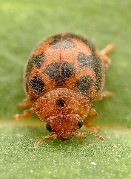 File:Subcoccinella vigintiquatuorpunctata (53133410623).jpg