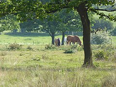 Sugar Fen in Norfolk