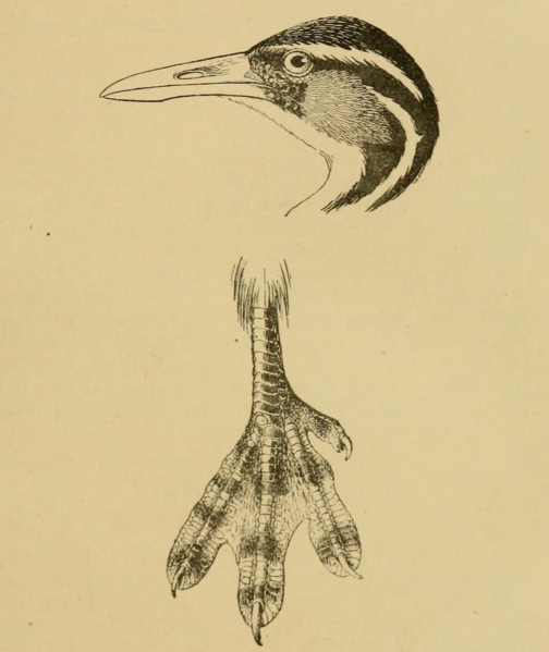 File:Sungrebe head and foot detail.png