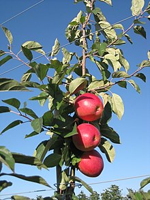 Honeycrisp apple losing its patent protection, but not its appeal