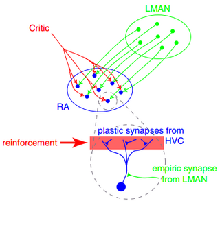 <span class="mw-page-title-main">Synaptic plasticity</span> Ability of a synapse to strengthen or weaken over time according to its activity