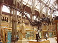 T. rex skeleton 1.JPG