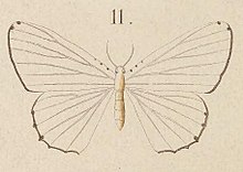 T7-11-Stesichora puellaria (واکر ، 1866) .JPG