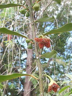 Tambourissa elliptica