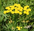 Tanacetum vulgare, or tansy, an abortifacient plant