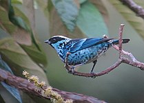 Beryl-spangled tanager