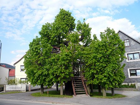 Tanzlinde Sachsenbrunn