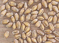 Tarwe korrels Triticum aestivum.jpg